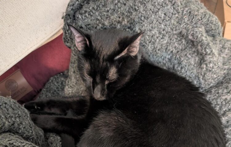 Hearth Friday, October 24, 2025 – A Assortment of Unmitigated Pedantry