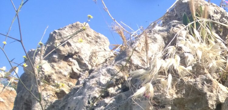 Turning into seeds | Eurozine