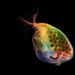 Nikon’s Small World Photomicrography Competitors Reveals the Vastly Unseen — Colossal
