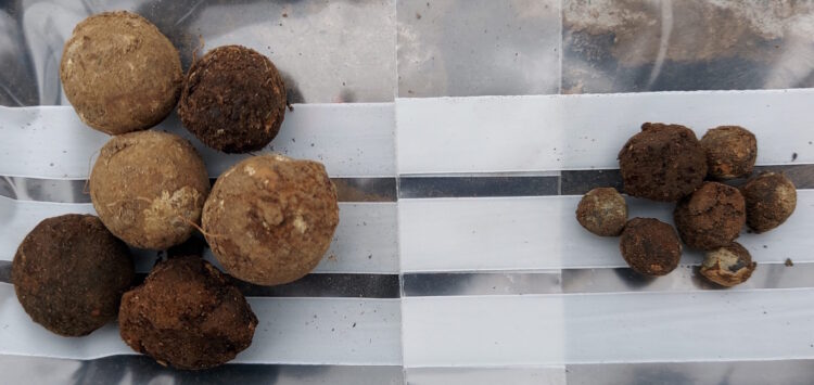 Jacobite projectiles at discovered at Culloden – The Historical past Weblog