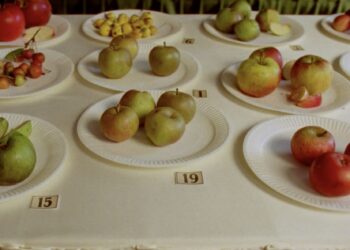 ‘Some Attention-grabbing Apples’ Delves into the World of Feral Fruit — Colossal
