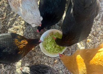 22 Week Outdated Hen Replace