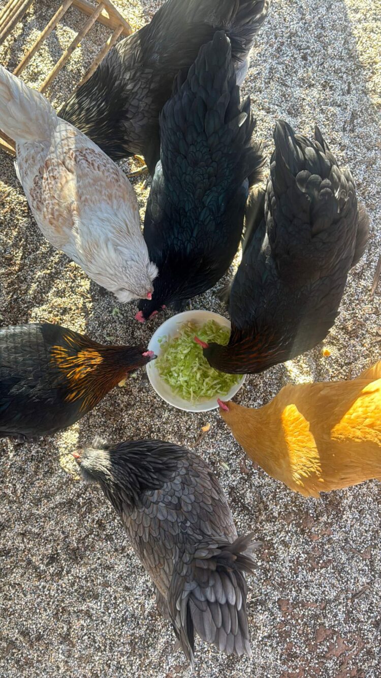 22 Week Outdated Hen Replace