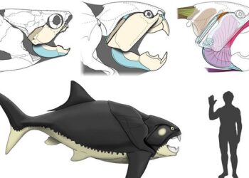 Sudden Findings: Cleveland’s Prehistoric Sea Monster Was In contrast to Most Of Its Kin