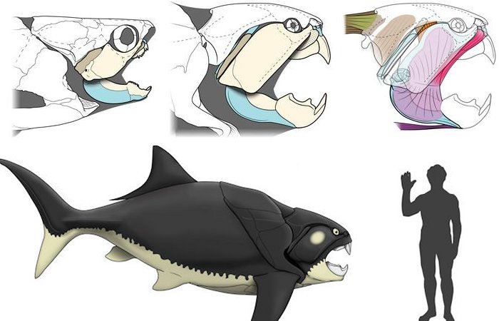 Sudden Findings: Cleveland’s Prehistoric Sea Monster Was In contrast to Most Of Its Kin