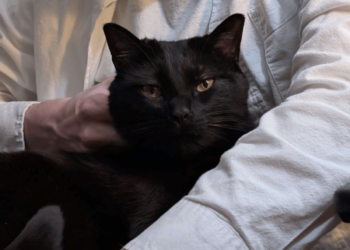 Fireplace Friday, November 7, 2025 (On the Roman Technique Debate) – A Assortment of Unmitigated Pedantry