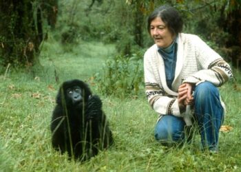The mysterious homicide of gorilla researcher Dian Fossey