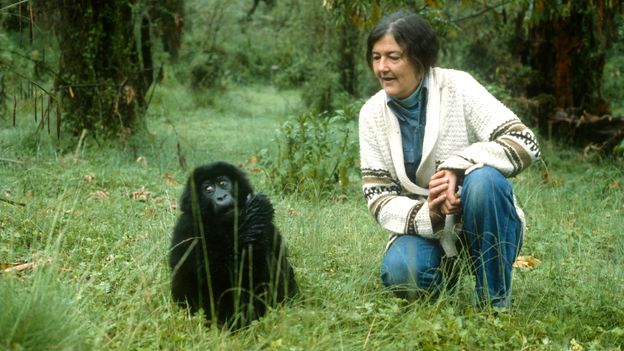 The mysterious homicide of gorilla researcher Dian Fossey