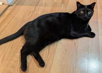 Hearth Friday, January 23, 2025 (On the Cowardice of the Statue PfPs) – A Assortment of Unmitigated Pedantry