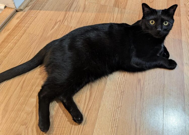 Hearth Friday, January 23, 2025 (On the Cowardice of the Statue PfPs) – A Assortment of Unmitigated Pedantry