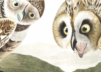 Obtain 435 Excessive Decision Pictures from John J. Audubon’s The Birds of America
