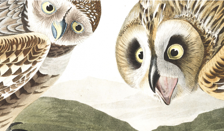 Obtain 435 Excessive Decision Pictures from John J. Audubon’s The Birds of America