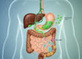 Past the Gallbladder: Understanding the Important Position of Bile in Human Digestion