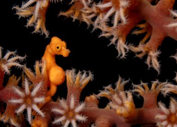 Uncommon Glimpses of Numerous Marine Life Take the Stage in This 12 months’s Ocean Artwork Images Contest — Colossal