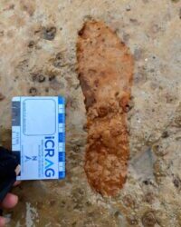 Canine walkers in Scotland hit upon 2,000-year-old footprints – The Historical past Weblog