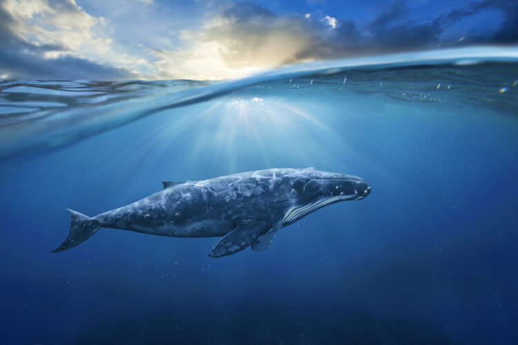 4 Gorgeous Pictures to Have a good time World Whale Day