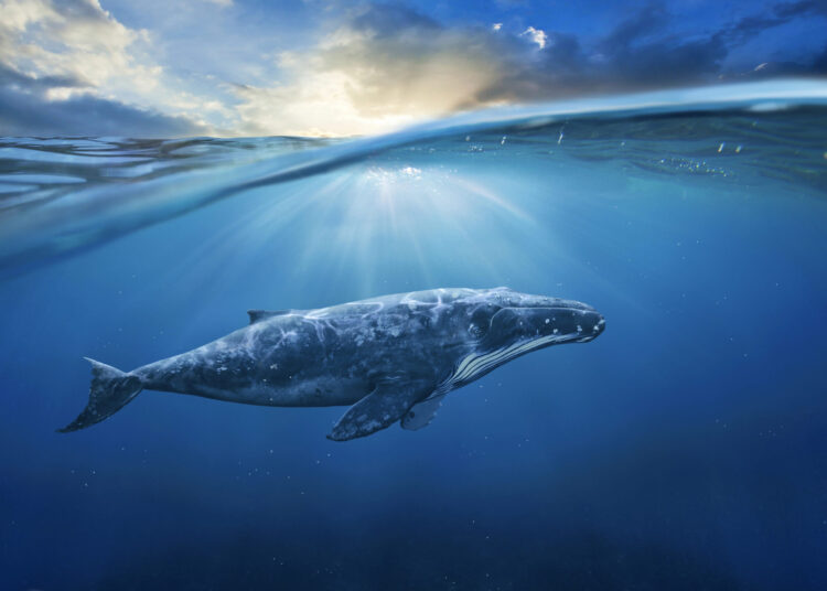 4 Gorgeous Pictures to Have a good time World Whale Day