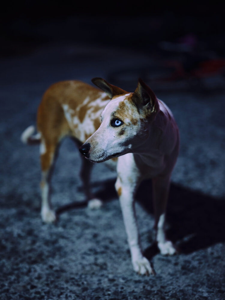 “Skywalkers” by Photographer Olivier Lavenac