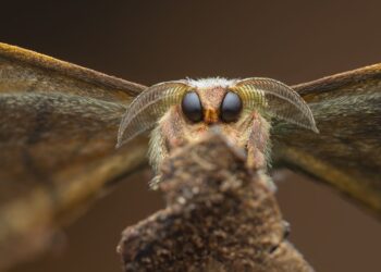 The Forest-Like Inside of Coral Takes the Grand Prize within the CUPOTY 7 Photograph Contest — Colossal