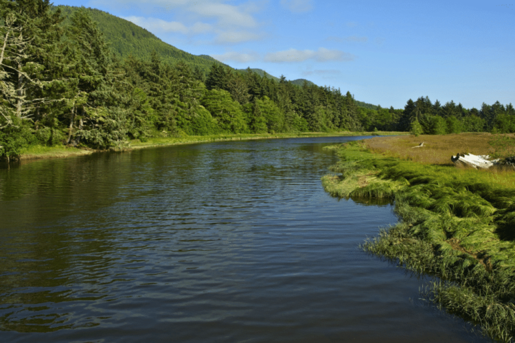 How California Rural Residents Are Benefitting from Digital IOP for Psychological Well being