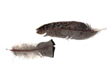 Anne Kinsey Careatti: Artwork Critique