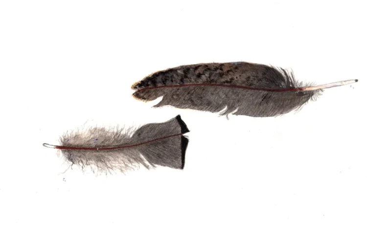 Anne Kinsey Careatti: Artwork Critique