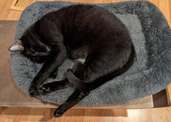 Fireplace Friday, March 6, 2026 – A Assortment of Unmitigated Pedantry