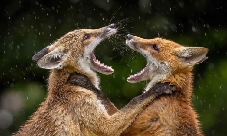 Lovely Successful Photos From The LCE Photographer of the Yr 2026 » Design You Belief — Design Every day Since 2007