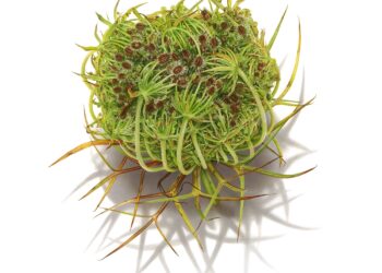 David Morrison’s Alluring Drawings Spring from the Clean Web page — Colossal