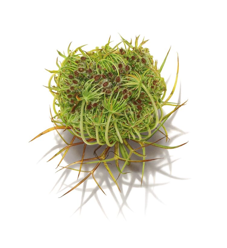 David Morrison’s Alluring Drawings Spring from the Clean Web page — Colossal