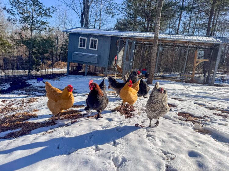 Life on the Farm – March 2026