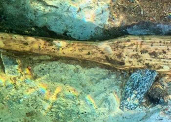 Neolithic axe present in Lake Constance – The Historical past Weblog