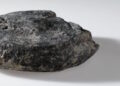 Charred loaf of bread discovered at Roman navy camp – The Historical past Weblog