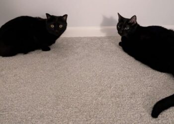 Hearth Friday, April 17, 2026 – A Assortment of Unmitigated Pedantry