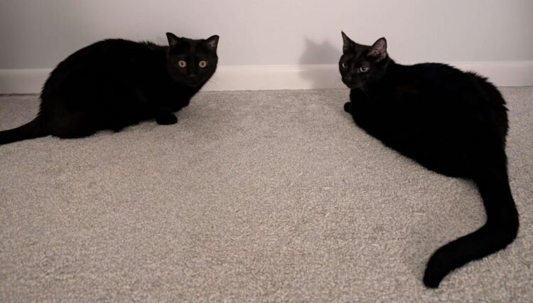 Hearth Friday, April 17, 2026 – A Assortment of Unmitigated Pedantry