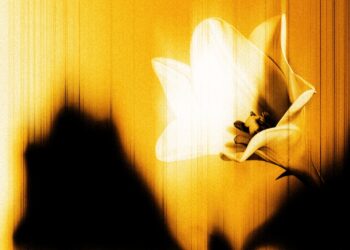 U2 Share One other Shock New EP ‘Easter Lily’