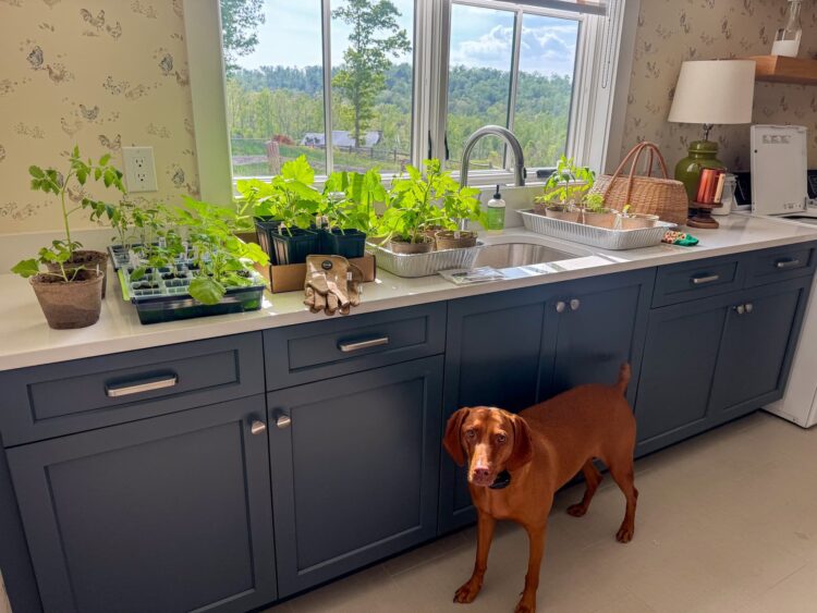 Issues I am Loving Currently – A Wholesome Slice of Life