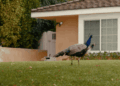 ‘Our Neighbors, the Peacocks’ Paints a Portrait of an Uncommon Convergence of Populations — Colossal
