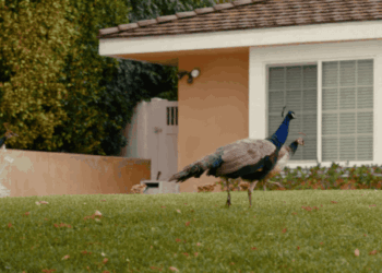 ‘Our Neighbors, the Peacocks’ Paints a Portrait of an Uncommon Convergence of Populations — Colossal