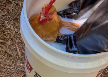 The Much less Glamorous Aspect of Chickens
