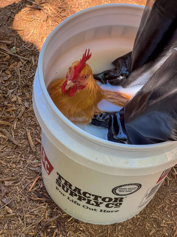 The Much less Glamorous Aspect of Chickens