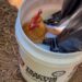 The Much less Glamorous Aspect of Chickens