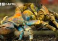 Get pleasure from Three Hours of Free Nature Movies Narrated by David Attenborough