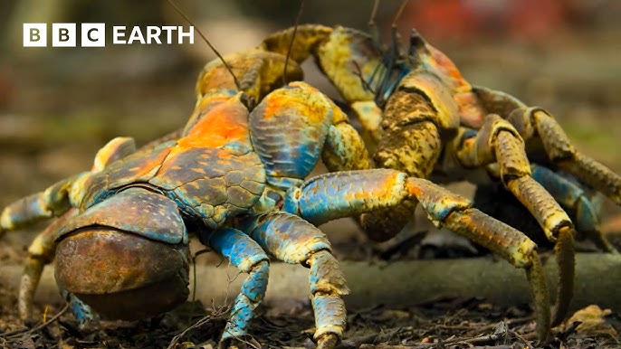 Get pleasure from Three Hours of Free Nature Movies Narrated by David Attenborough