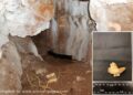 Oldest Human Stays In Northern Britain, Belonging To An 11,000-Yr-Previous Feminine Little one, Found At Heaning Wooden Bone Cave In Nice Urswick, Cumbria