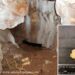 Oldest Human Stays In Northern Britain, Belonging To An 11,000-Yr-Previous Feminine Little one, Found At Heaning Wooden Bone Cave In Nice Urswick, Cumbria