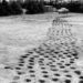 Mysterious 2,500-Yr-Outdated Holes Scattered All Over Denmark Investigated By Archaeologists
