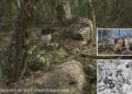 Hidden In The Jungle – Intact Historical Maya Metropolis Minanbé Found In The Calakmul Biosphere Reserve, Campeche, Mexico