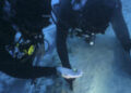 Gold jewellery, signet ring discovered on Byzantine shipwreck – The Historical past Weblog