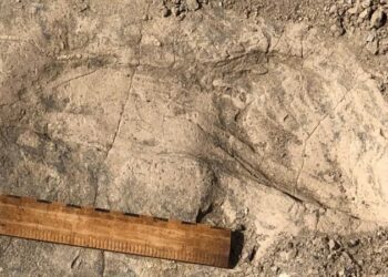 Unexpectedly Massive Hominins Recognized From 1.4-Million-Yr-Previous Footprints By An African Lake